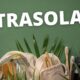 atrasolan